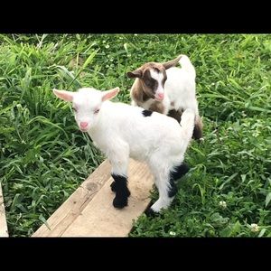 Meet your Posher, Betsy